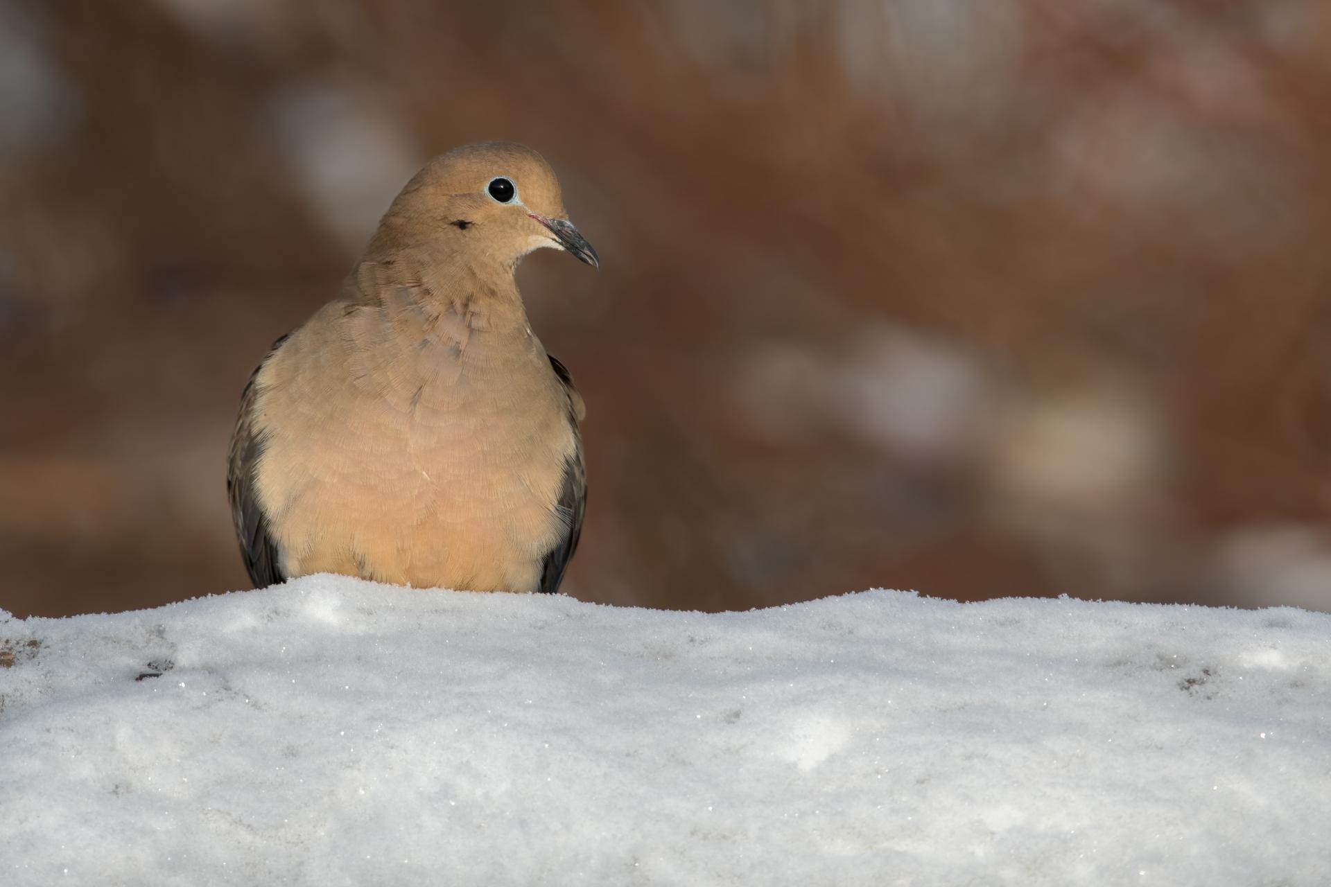 tourterelle-triste-mourning dove